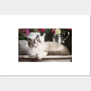 Ragdoll Cat Digital Painting Posters and Art